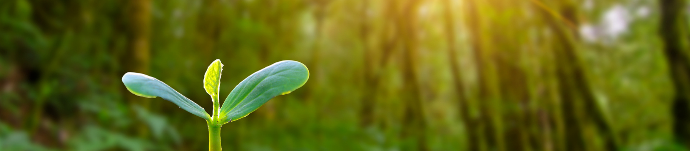 Sun shining on a sprouting plant